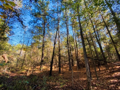 East TX Land for Sale Near Tyler in Smith County Wooded Land - image 9