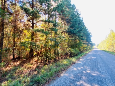 East TX Land for Sale Near Tyler in Smith County Wooded Land - image 3