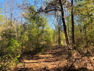 East TX Land for Sale Near Tyler in Smith County Wooded Land - image 12