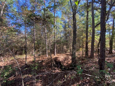 East TX Land for Sale Near Tyler in Smith County Wooded Land - image 15