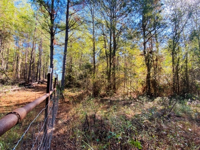 East TX Land for Sale Near Tyler in Smith County Wooded Land - image 6