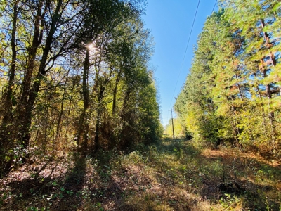 East TX Land for Sale Near Tyler in Smith County Wooded Land - image 7