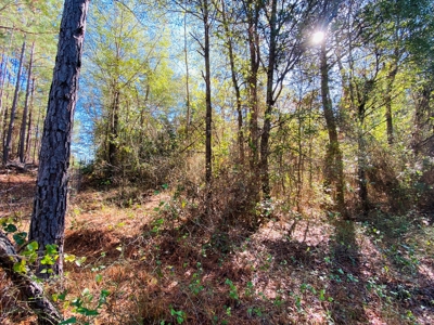 East TX Land for Sale Near Tyler in Smith County Wooded Land - image 8