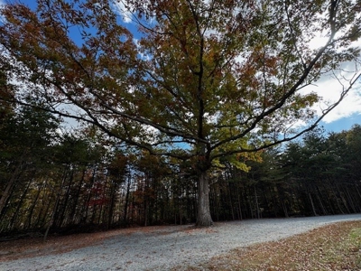 100+ Acres of Prime Hunting Land with Scenic Creek Views - image 33