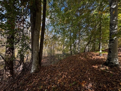 100+ Acres of Prime Hunting Land with Scenic Creek Views - image 12