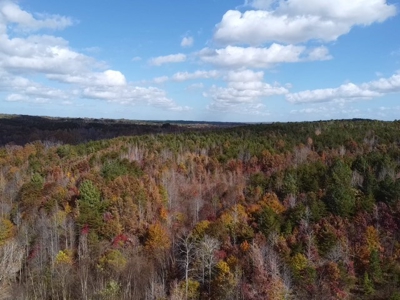100+ Acres of Prime Hunting Land with Scenic Creek Views - image 17