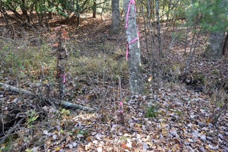 Building Lot for Sale in Floyd County VA - image 7