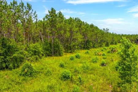 Land For Sale In Florida - image 4
