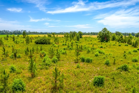 Land For Sale In Florida - image 7