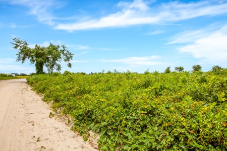 Land For Sale In Florida - image 16