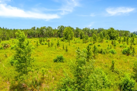 Land For Sale In Florida - image 6