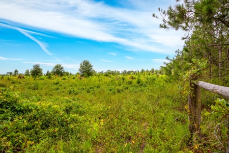 Land For Sale In Florida - image 13