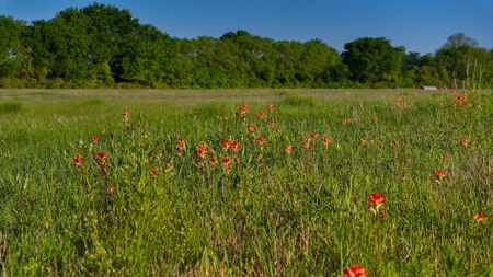 North Texas Hill Country Ranch Land in Montague County - image 10