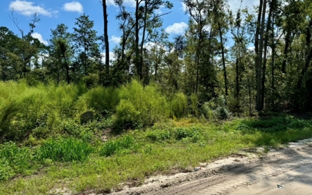 Land For Sale In North Florida - image 4