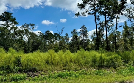 Land For Sale In North Florida - image 1