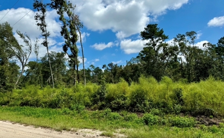 Land For Sale In North Florida - image 3