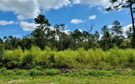 Land For Sale In North Florida - image 6