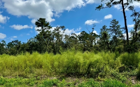 Land For Sale In North Florida - image 5