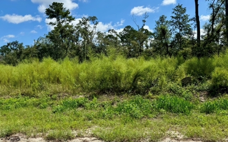 Land For Sale In North Florida - image 7