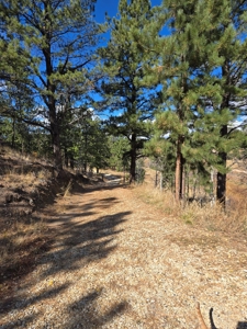 Mountain Cabin & Bunk House for Sale on 12.83 Acres - image 14