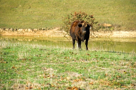 Working Cattle Ranch For Sale  In Tennessee, House, Barns - image 4