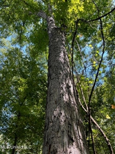 100 Acres of Prime Development or Country Homesite - image 14