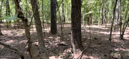 100 Acres of Prime Development or Country Homesite - image 15