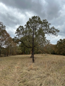 Land For Sale in Powderly TX, Lamar County TX - image 13
