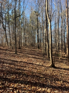 Vacant Lot for Sale Nashville NC, 79.46 Acres - image 12
