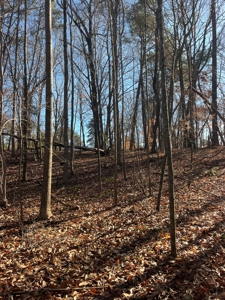 Vacant Lot for Sale Nashville NC, 79.46 Acres - image 4