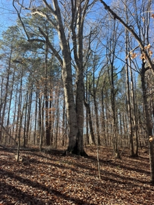 Vacant Lot for Sale Nashville NC, 79.46 Acres - image 8