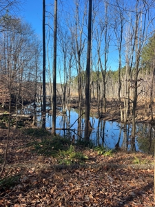 Vacant Lot for Sale Nashville NC, 79.46 Acres - image 11