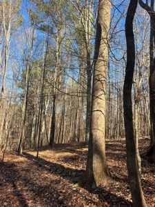 Vacant Lot for Sale Nashville NC, 79.46 Acres - image 6
