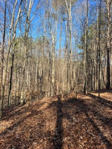 Vacant Lot for Sale Nashville NC, 79.46 Acres - image 5