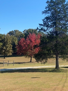Arkansas Ozark Mountain Home And Land For Sale! - image 47