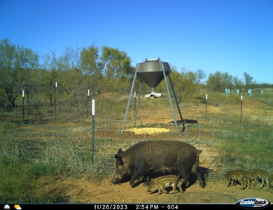 Hunting Ranch, Cattle Ranch North Texas - image 2