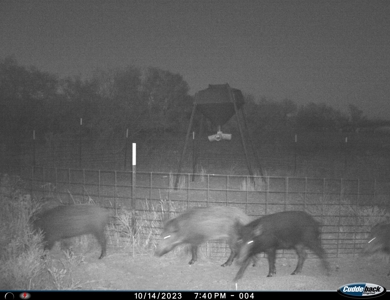 Hunting Ranch, Cattle Ranch North Texas - image 7
