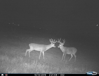 Hunting Ranch, Cattle Ranch North Texas - image 1