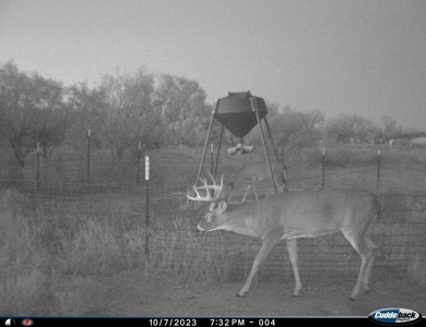 Hunting Ranch, Cattle Ranch North Texas - image 5