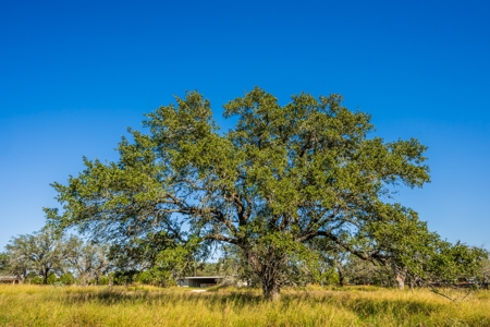 Prime 35+/- ac in Pleasanton, TX - image 8