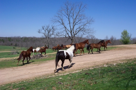 Riverfront Land for Sale South Central Missouri Ozarks - image 38
