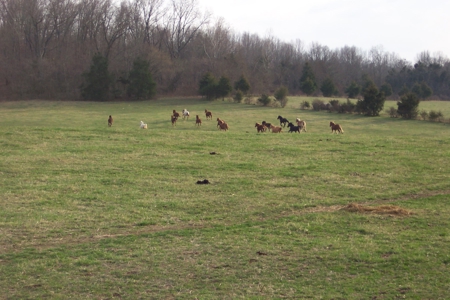 Riverfront Land for Sale South Central Missouri Ozarks - image 37