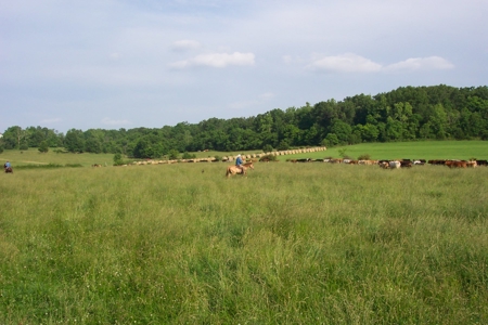 Riverfront Land for Sale South Central Missouri Ozarks - image 17