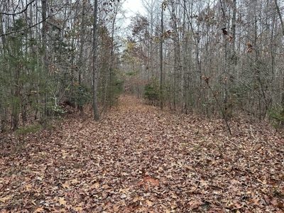 Vista View: 5.23 Acres of Serenity Near Chase City, VA - image 17