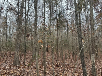 Vista View: 5.23 Acres of Serenity Near Chase City, VA - image 14