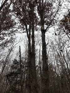 Vista View: 5.23 Acres of Serenity Near Chase City, VA - image 18