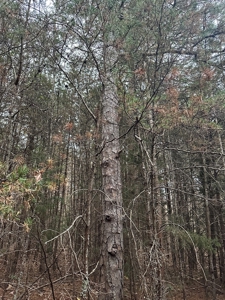 Vista View: 5.23 Acres of Serenity Near Chase City, VA - image 8