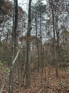 Vista View: 5.23 Acres of Serenity Near Chase City, VA - image 11