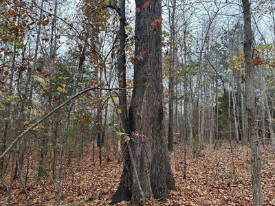 Vista View: 5.23 Acres of Serenity Near Chase City, VA - image 24