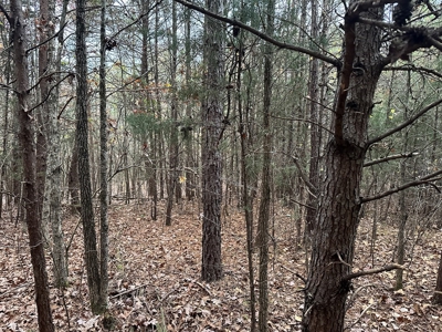 Vista View: 5.23 Acres of Serenity Near Chase City, VA - image 9